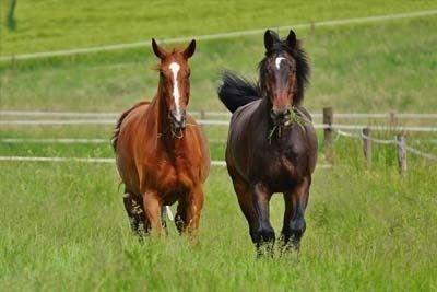 Allevamento e cura del cavallo: pulizia del box e recinzioni